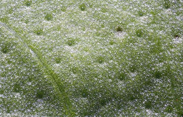 放大125倍的羅勒葉，所呈現的景象令人嘆為觀止 