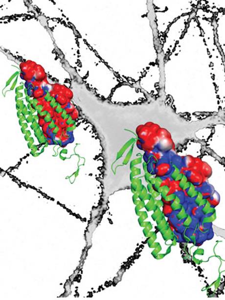 科學家建立大腦&ldquo;開關&rdquo;利用光脈沖有效關閉神經活動