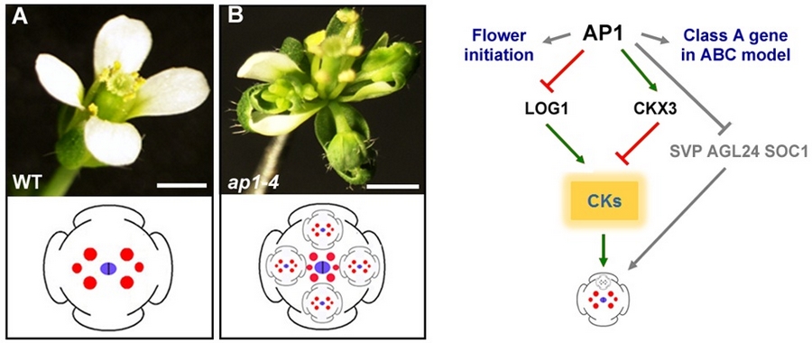 遺傳發(fā)育所在PNAS揭示AP1維持花分生組織有限生長的機(jī)制