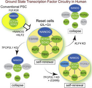 2014你不能錯過的干細(xì)胞論文！  