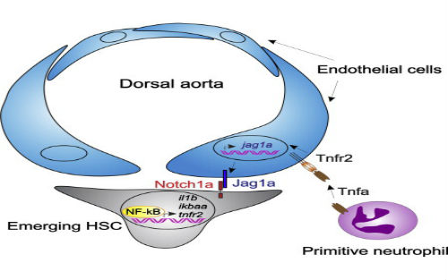 2014你不能錯過的干細(xì)胞論文！  