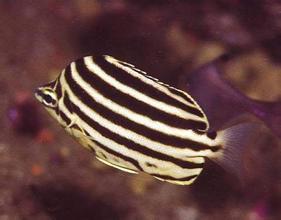 JBC：蘇州大學(xué)利用TALEN技術(shù)研究斑馬魚生物鐘