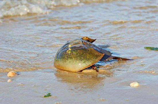 關于鱟的十個秘密